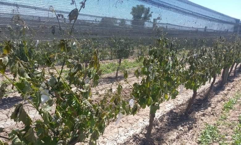 DECISIÓN DEL CONCEJO ANTE LA SITUACIÓN GENERADA POR LAS HELADAS