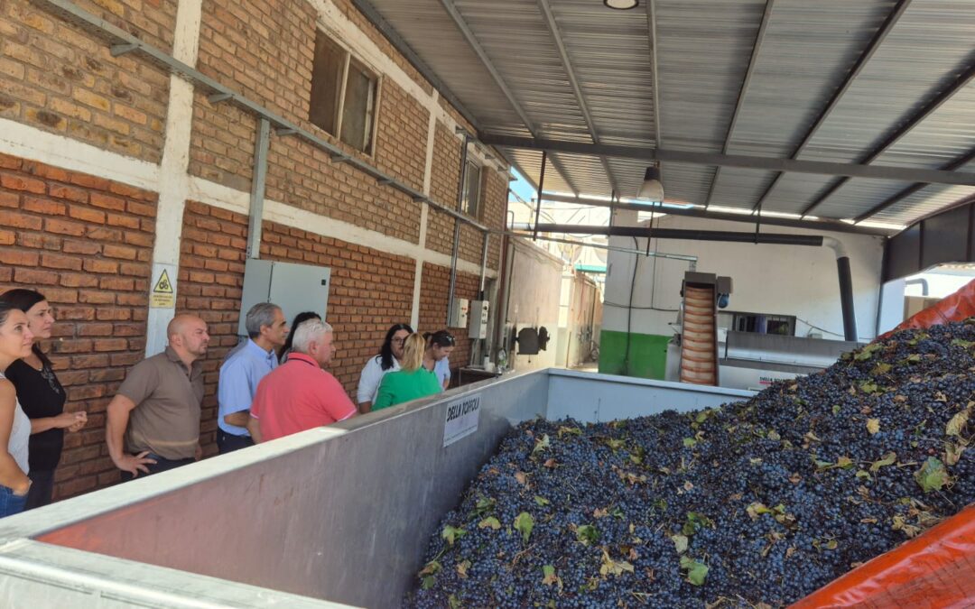 RECEPCIÓN DE UVAS EN LA BODEGA RAÍCES DE JUNÍN