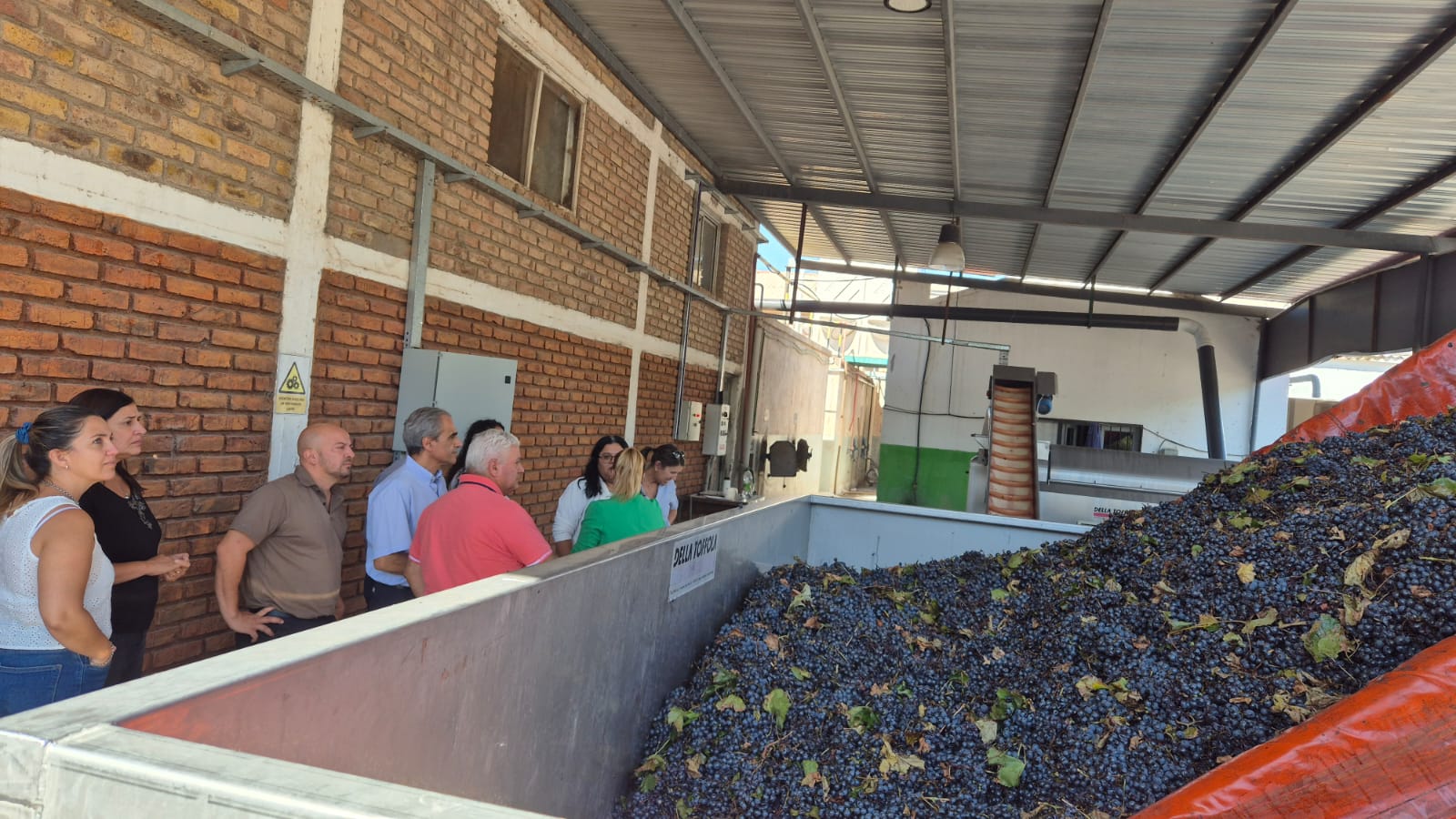 RECEPCIÓN DE UVAS EN LA BODEGA RAÍCES DE JUNÍN